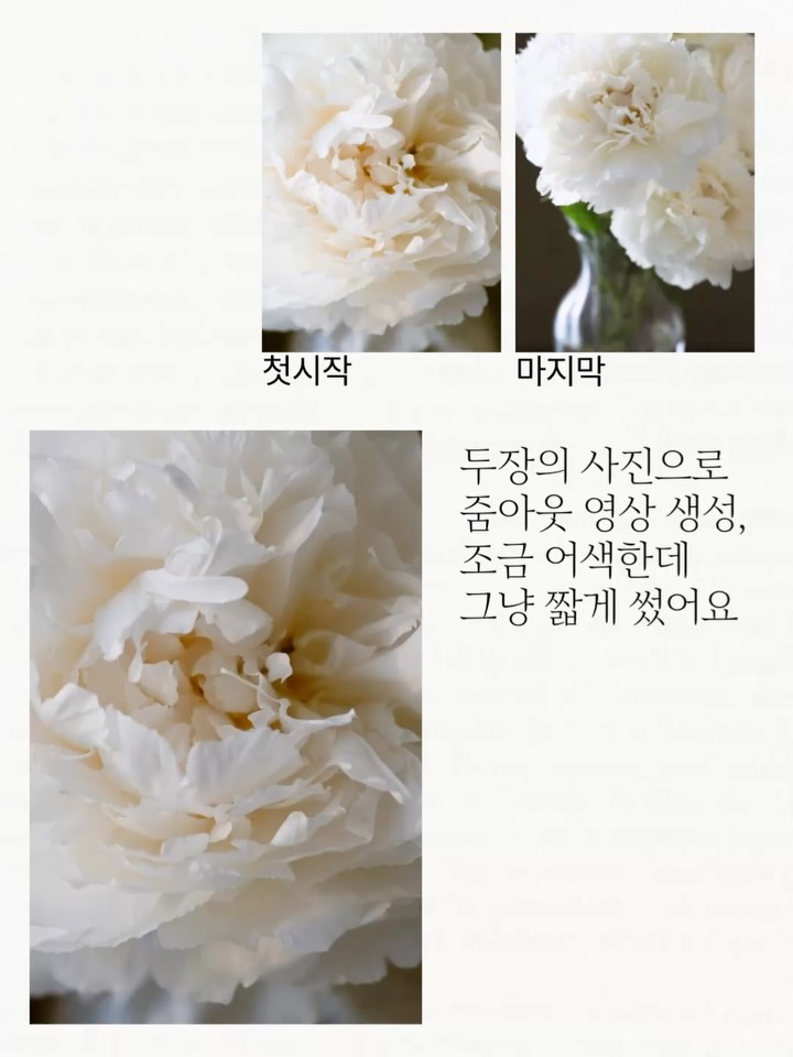 dearmooee 부드럽고 친밀한 흰 작약 클로즈업 장면. 영상은 섬세한 흰 작약 꽃잎의 익스트림 클로즈업으로 시작한다. 꽃잎의 부드